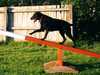 curly-coated-retriever results