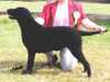 curly-coated-retriever clubs