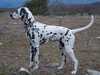 dalmatian
