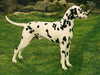 dalmatian breeders