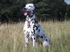 dalmatian owners