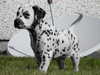 dalmatian puppies