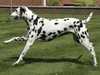 dalmatian results