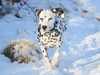 dalmatian clubs