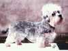 dandie dinmont terrier