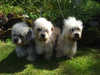 dandie-dinmont-terrier breeders