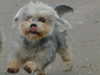 dandie-dinmont-terrier stud-dogs