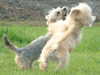 dandie-dinmont-terrier puppies