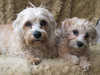 dandie-dinmont-terrier clubs
