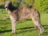 deerhound
