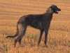 deerhound breeders