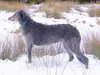 deerhound stud-dogs
