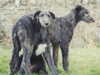 deerhound puppies
