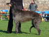 deerhound results