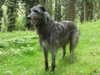 deerhound clubs