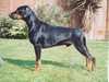 dobermann