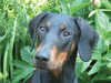 dobermann breeders