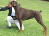 dobermann clubs
