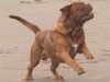 dogue de bordeaux