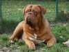 dogue-de-bordeaux breeders