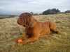 dogue-de-bordeaux owners