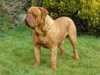 dogue-de-bordeaux stud-dogs