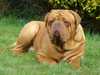 dogue-de-bordeaux puppies