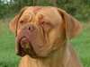 dogue-de-bordeaux results
