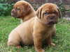 dogue-de-bordeaux clubs