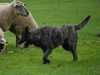 dutch shepherd dog