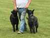 dutch-shepherd-dog stud-dogs