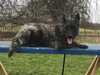 dutch-shepherd-dog puppies