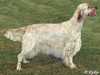 english setter