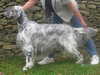 english-setter breeders