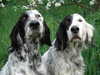 english-setter owners
