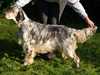 english-setter stud-dogs