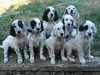 english-setter puppies