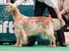 english-setter results
