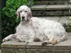 english-setter clubs
