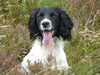 english-springer-spaniel breeders