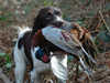 english-springer-spaniel owners
