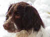 english-springer-spaniel stud-dogs