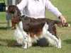 english-springer-spaniel puppies