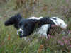 english-springer-spaniel results