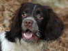 english-springer-spaniel clubs