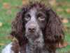 epagneul-de-pont-audemer stud-dogs