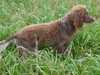 epagneul-de-pont-audemer puppies