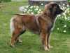 estrela mountain dog