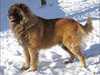 estrela-mountain-dog breeders