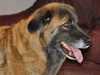estrela-mountain-dog owners